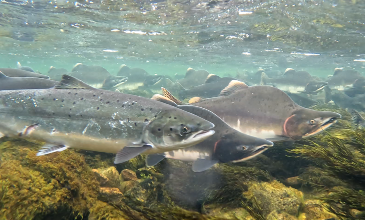 Pukkellaks. Foto: Malin Solheim Høstmark